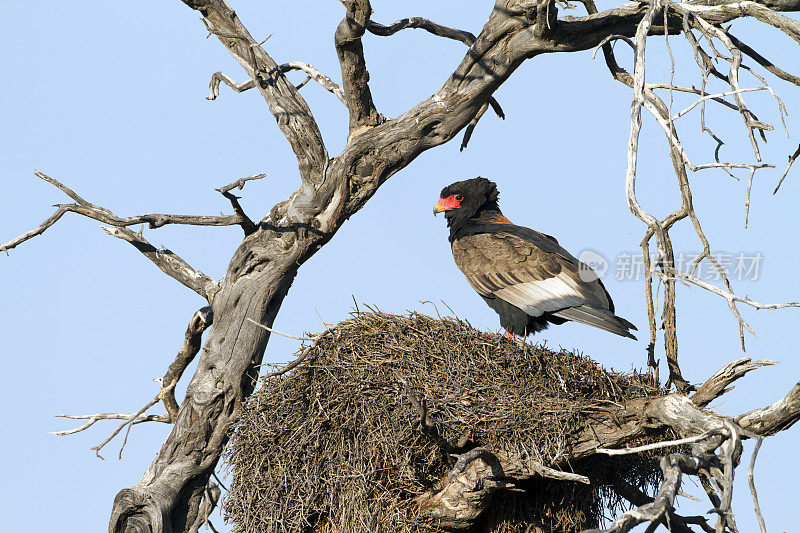 Bateleur, Kgalagadi越境公园，南非